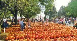 pumpkins-hero-2048x1100